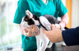 Average Cost to Microchip a Cat or Dog in Australia (2022 Guide)