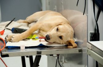 Cost to Spay or Neuter a Dog In Australia (2022 Guide)