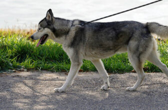 Do Huskies Make Good Service Dogs? What You Need to Know!