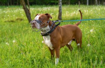 10 Best Muzzles for Pitbulls in 2023 – Reviews & Top Picks